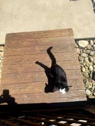 Found/Stray Male Cat last seen Eutsey Rd, Scottdale, PA 15683