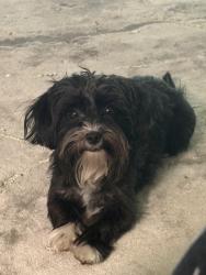Lost Male Dog last seen N main st, High Point, NC 27265