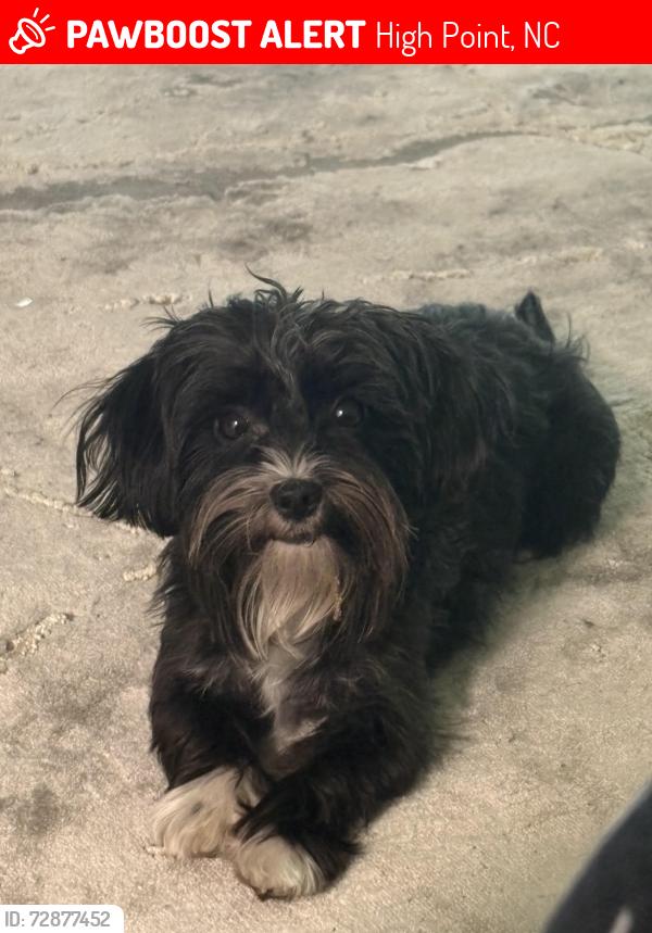 Lost Male Dog last seen N main st, High Point, NC 27265