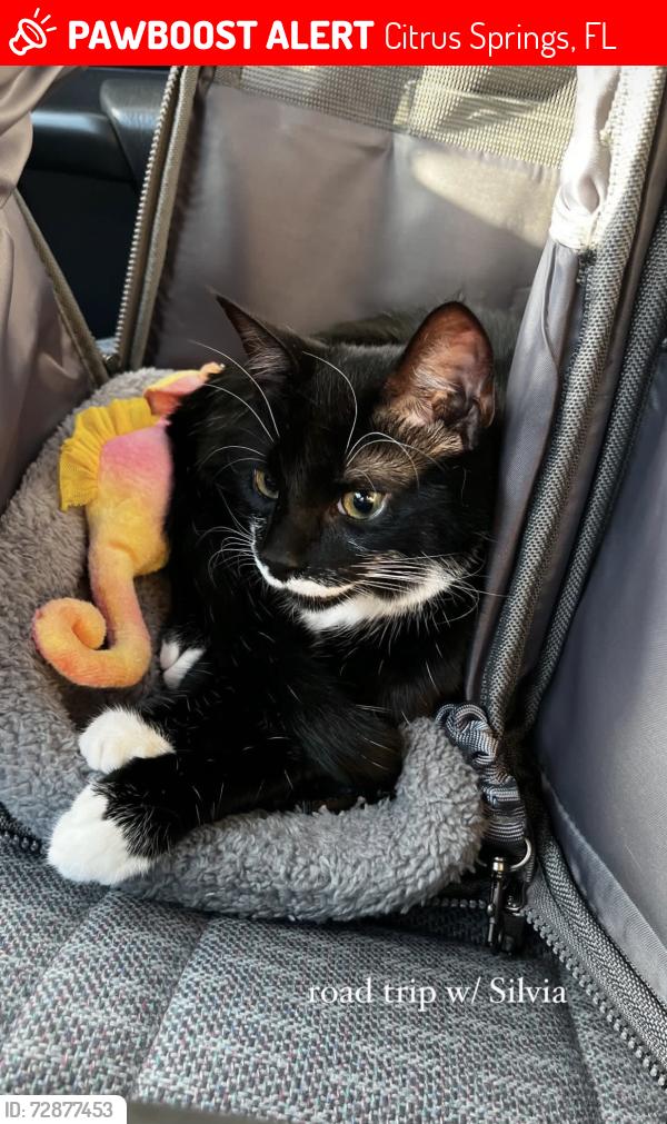Lost Female Cat last seen W virginis dr, Citrus Springs, FL 34434