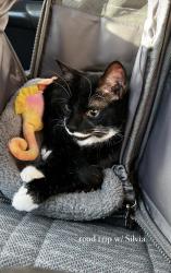 Lost Female Cat last seen W virginis dr, Citrus Springs, FL 34434