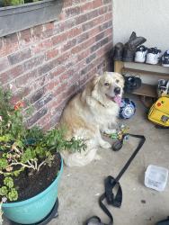 Found/Stray Male Dog last seen Ashland and Cornelia Fresno ca , Fresno, CA 93722