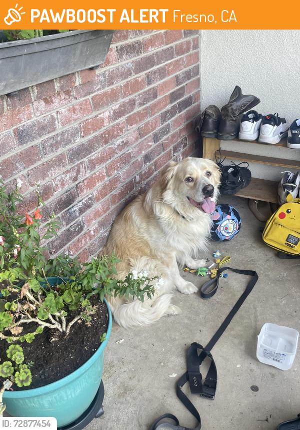 Found/Stray Male Dog last seen Ashland and Cornelia Fresno ca , Fresno, CA 93722