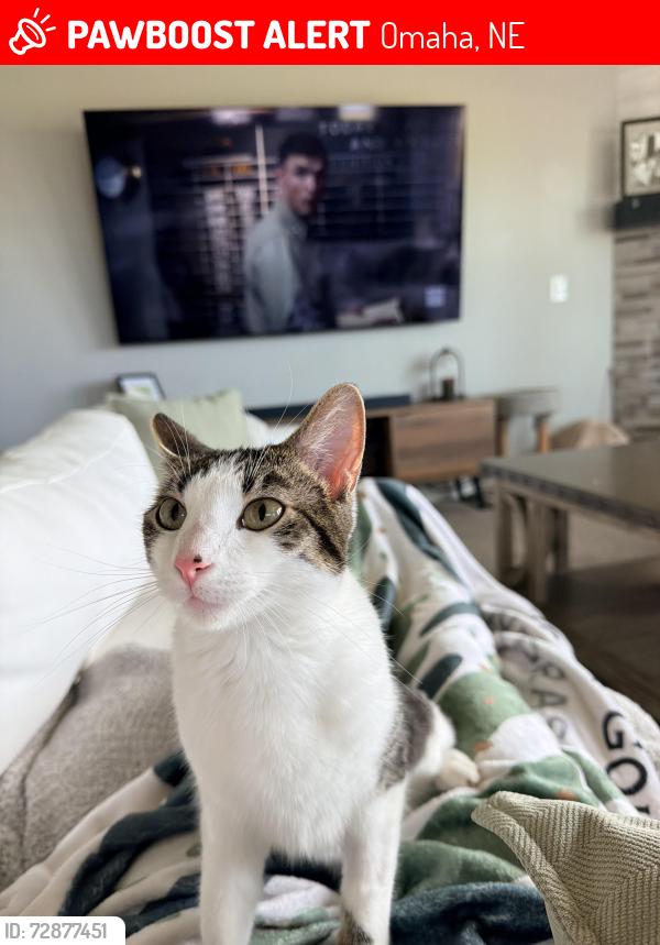 Lost Female Cat last seen 180th and Cornhusker , Omaha, NE 68136