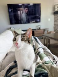 Lost Female Cat last seen 180th and Cornhusker , Omaha, NE 68136
