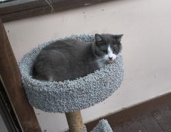 Reunited Female Cat last seen Bitterroot Dr and Showy Ct, Westerville, OH 43081