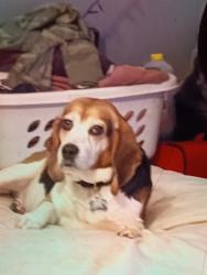 Lost Male Dog last seen motley st Portland me , Portland, ME 04102