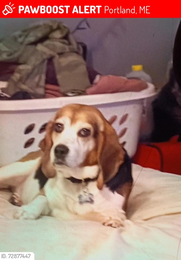Lost Male Dog last seen motley st Portland me , Portland, ME 04102