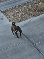 Found/Stray Unknown Dog last seen By Buteo and Pacific Screech, North Las Vegas, NV 89084