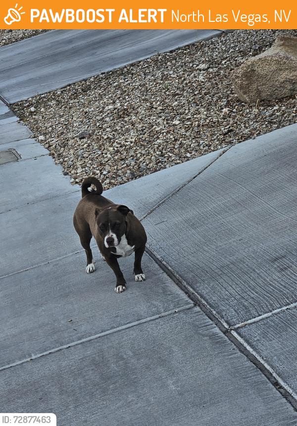 Found/Stray Unknown Dog last seen By Buteo and Pacific Screech, North Las Vegas, NV 89084