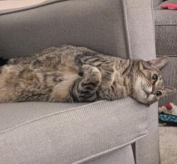 Lost Female Cat last seen Vinings Vintage, Mableton, GA 30126
