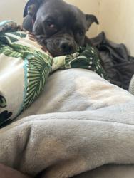 Found/Stray Female Dog last seen Summit, Columbus, OH 43212