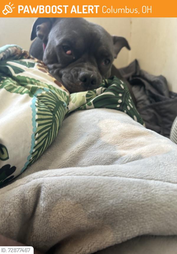 Found/Stray Female Dog last seen Summit, Columbus, OH 43212