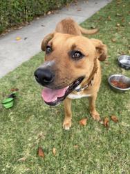 Found/Stray Male Dog last seen West zamora ave. 90002, Los Angeles, CA 90059