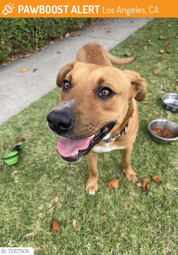 Found/Stray Male Dog last seen West zamora ave. 90002, Los Angeles, CA 90059
