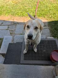 Found/Stray Male Dog last seen Hayne and Sibley, Saxon, SC 29301