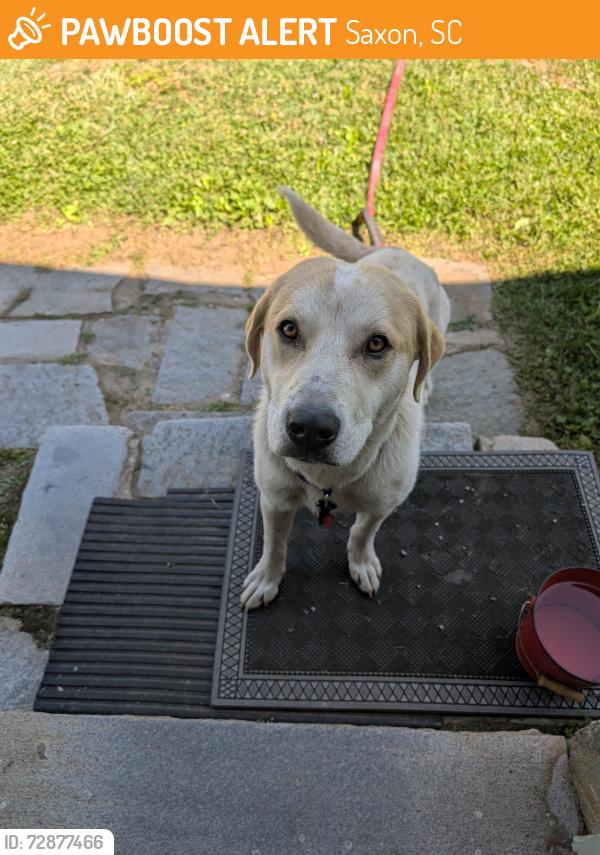 Found/Stray Male Dog last seen Hayne and Sibley, Saxon, SC 29301
