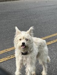 Found/Stray Unknown Dog last seen Center Street and 9th Court West, Birmingham, AL 35204