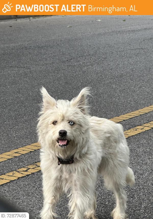 Found/Stray Unknown Dog last seen Center Street and 9th Court West, Birmingham, AL 35204