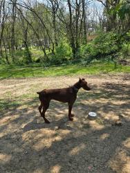 Reunited Female Dog last seen Tammy Circle & Grade Rd, Rockford, TN 37853