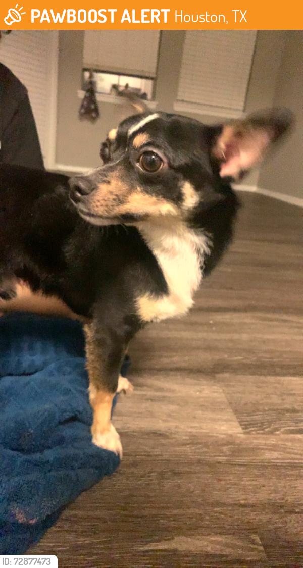 Found/Stray Male Dog last seen Parc at South Green, Houston, TX 77034
