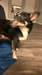 Found/Stray Male Dog last seen Parc at South Green, Houston, TX 77034