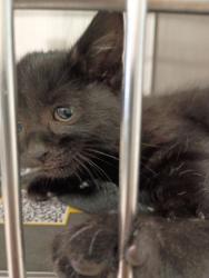 Shelter Stray Female Cat last seen Roswell, GA 30350, Atlanta, GA 30336
