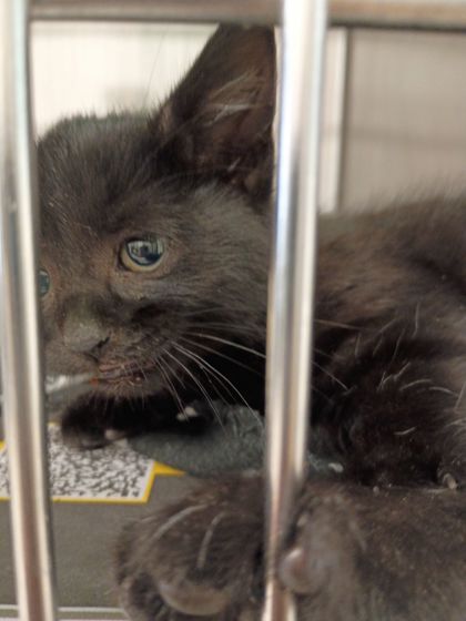 Shelter Stray Female Cat last seen Roswell, GA 30350, Atlanta, GA 30336