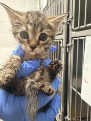 Shelter Stray Female Cat last seen Gastonia, NC 28052, Gastonia, NC 28052