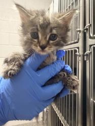 Shelter Stray Female Cat last seen Gastonia, NC 28052, Gastonia, NC 28052
