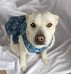 Lost Female Dog last seen Near street , San Antonio, TX 78227