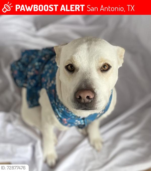 Lost Female Dog last seen Near street , San Antonio, TX 78227