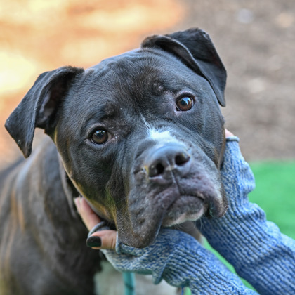 Shelter Stray Male Dog last seen Near Peachtree Industrial Blvd 30341, 30341, GA, Atlanta, GA 30341
