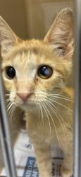 Shelter Stray Female Cat last seen , TX , Converse, TX 78109