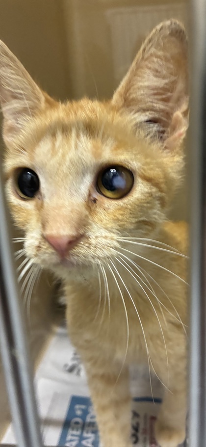 Shelter Stray Female Cat last seen , TX , Converse, TX 78109