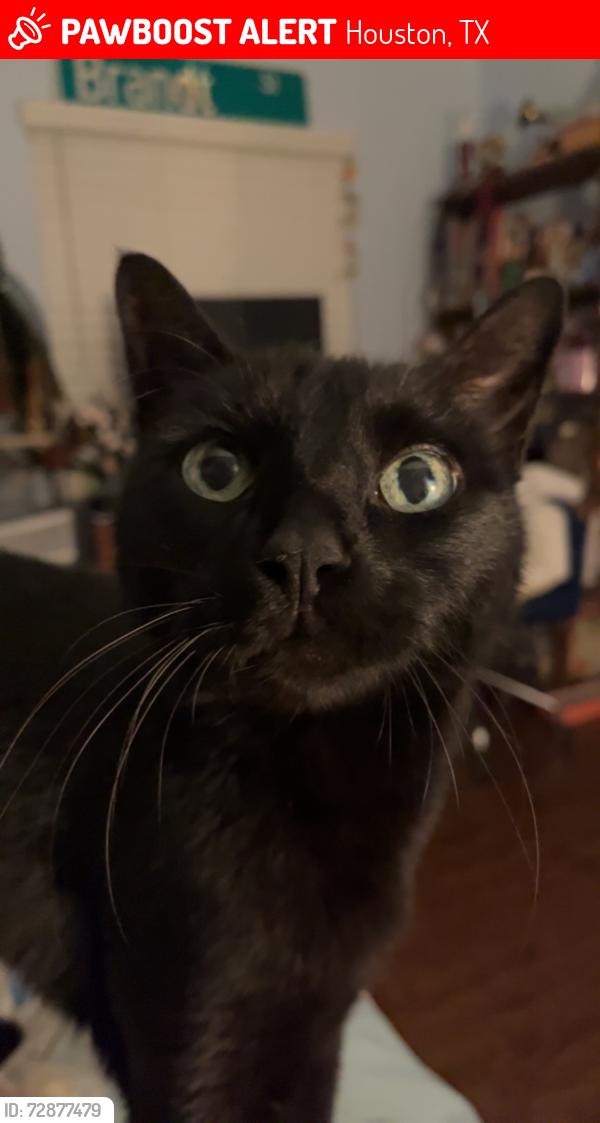 Lost Male Cat last seen Richmond and Fountainview. By the Top Gun, Houston, TX 77057