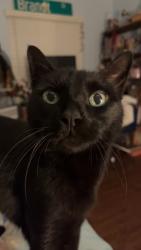 Lost Male Cat last seen Richmond and Fountainview. By the Top Gun, Houston, TX 77057