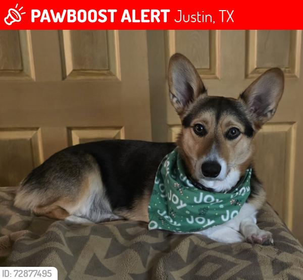 Lost Male Dog last seen Near Hogg Branch Creek, Justin, TX 76247