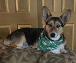 Lost Male Dog last seen Near Hogg Branch Creek, Justin, TX 76247