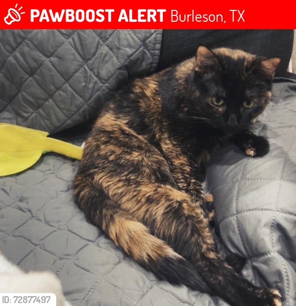 Lost Female Cat last seen Alsbury, CR-920, Burleson, TX 76028