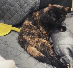 Lost Female Cat last seen Alsbury, CR-920, Burleson, TX 76028