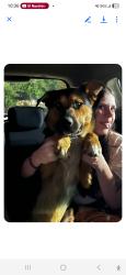 Found/Stray Male Dog last seen Admiral and 165th e ave, Tulsa, OK 74116