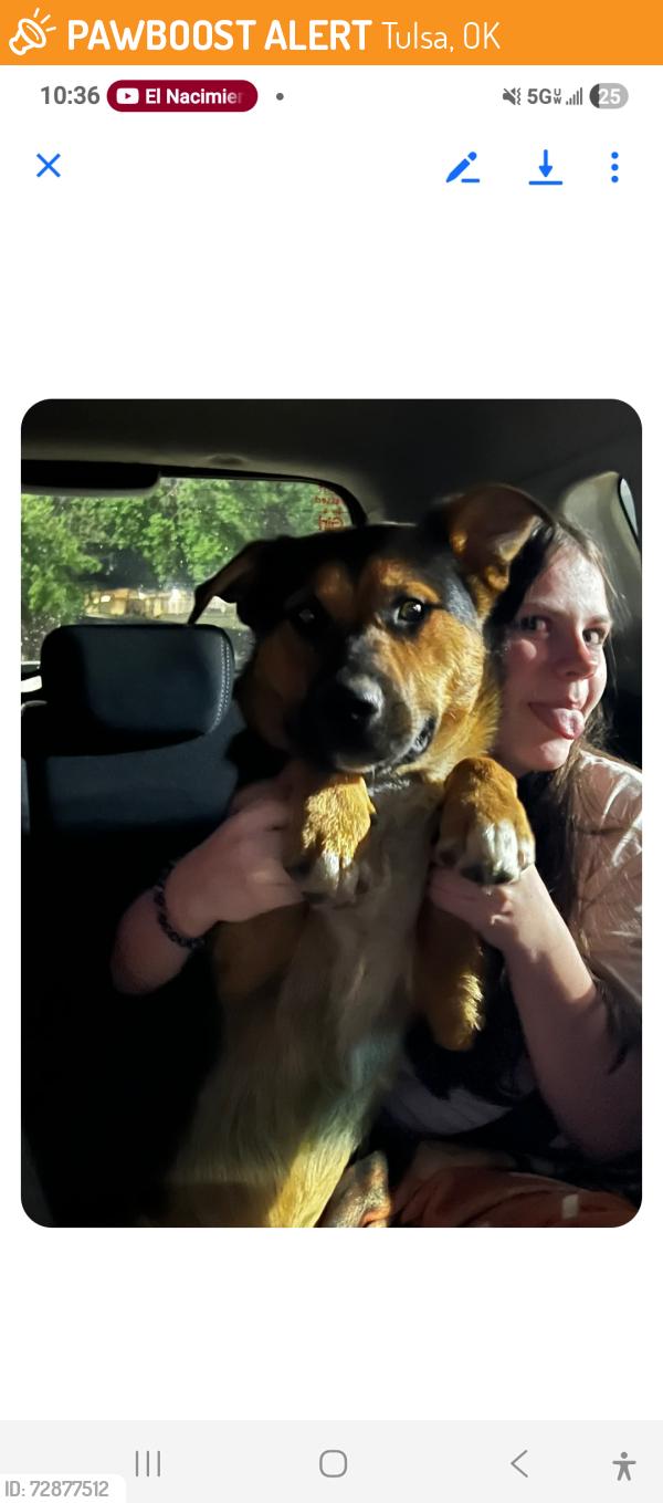 Found/Stray Male Dog last seen Admiral and 165th e ave, Tulsa, OK 74116