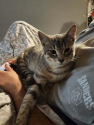 Lost Male Cat last seen Stardust Hills, Cloverdale, IN 46120
