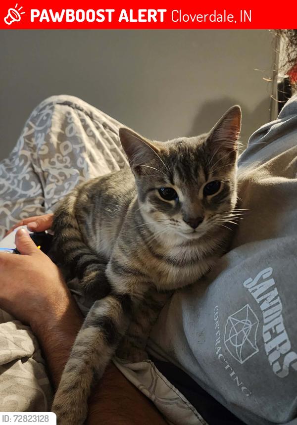 Lost Male Cat last seen Stardust Hills, Cloverdale, IN 46120