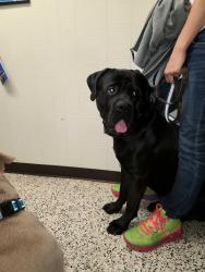 Lost Male Dog last seen Bradford & McLean just past school, Beaumont, TX 77707