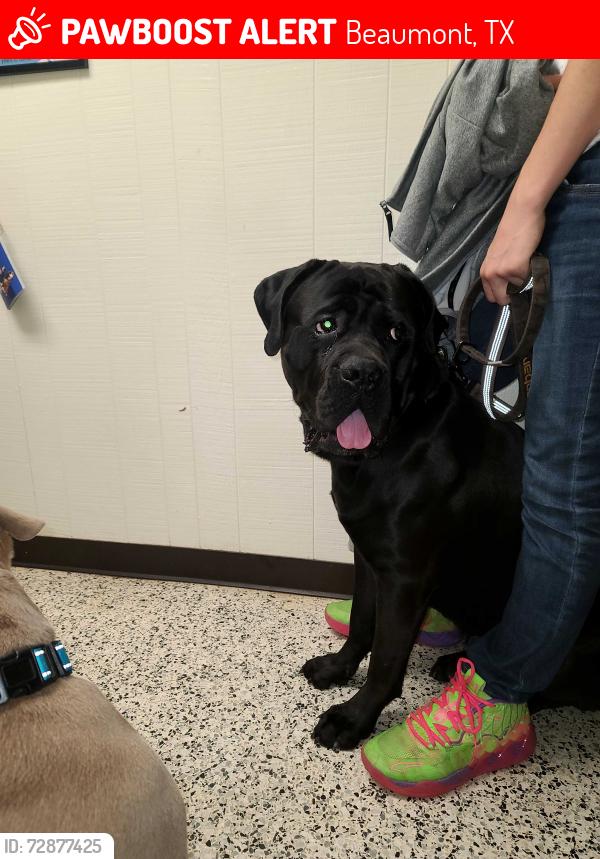 Lost Male Dog last seen Bradford & McLean just past school, Beaumont, TX 77707