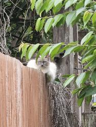 Found/Stray Unknown Cat last seen B St, Hayward, CA 94541