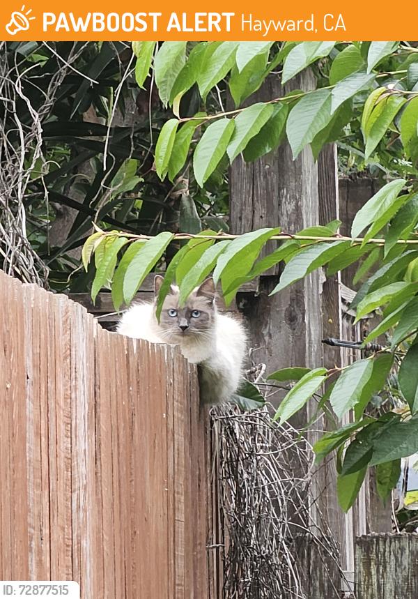 Found/Stray Unknown Cat last seen B St, Hayward, CA 94541