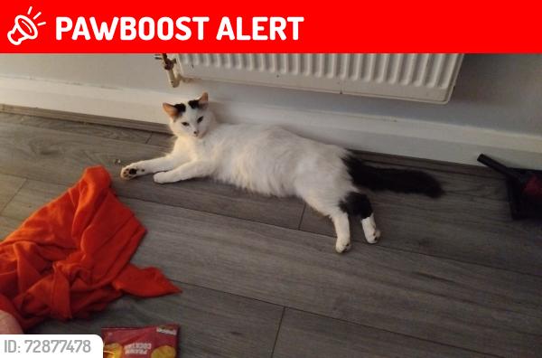 Lost Female Cat last seen Millwall, Greater London, England SE16 2AT